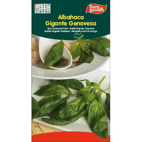 SEMILLAS FITO AROMATICAS ALBAHACA GIGANTE GENOVESA 01710 (CAJA 10 UNIDADES)